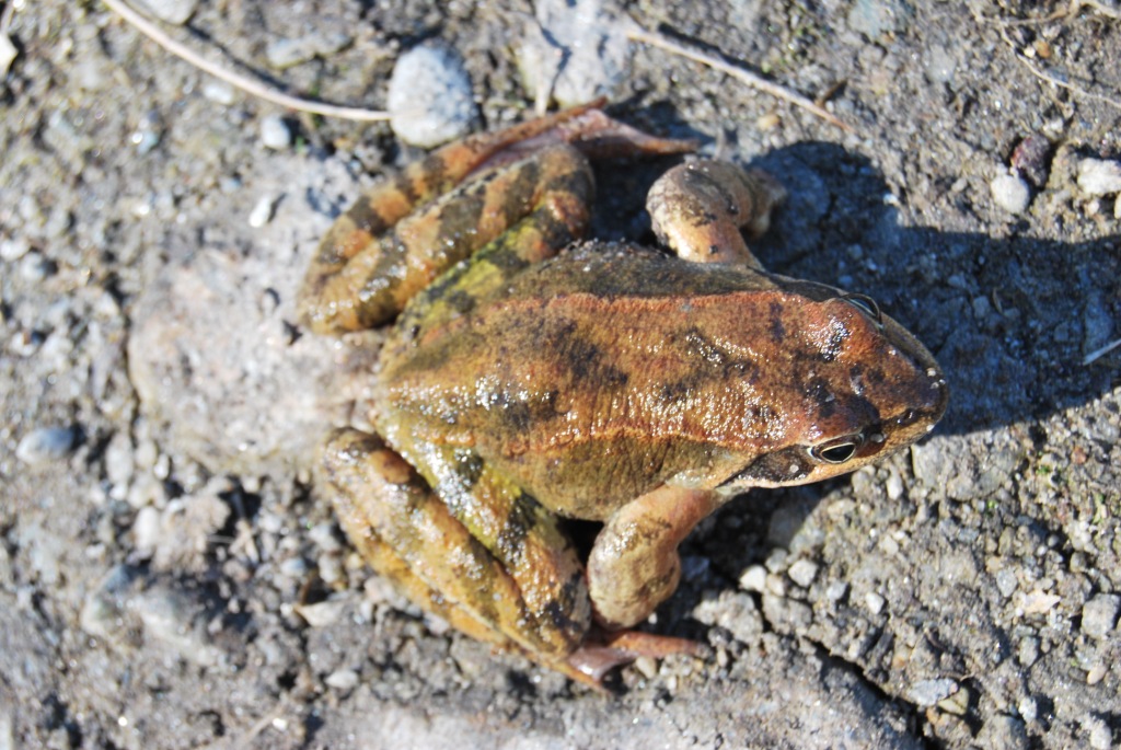 Rana dalmatina vs temporaria - R. temporaria